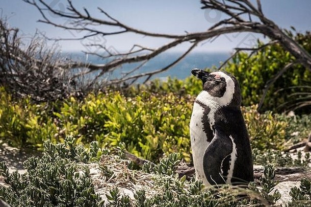 成人非洲企鹅spheniscus德梅勒斯<strong>沐浴阳光</strong>巨石海滩角小镇南非洲
