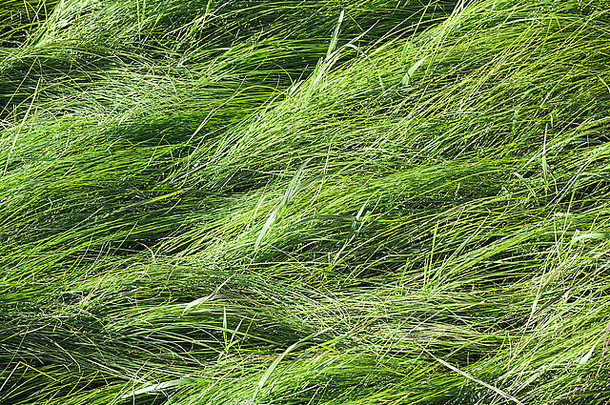 野生绿色草甸草，背景照片纹理