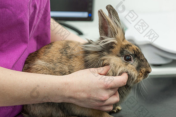 兔子兽医健康检查