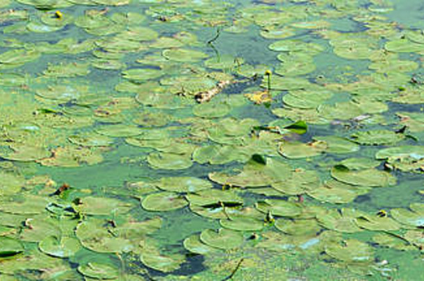 覆盖着浮萍和百合叶的古老沼泽的表面。深色水域背景上的许多小绿叶