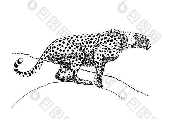 猎豹手绘插图（原件，无痕迹）