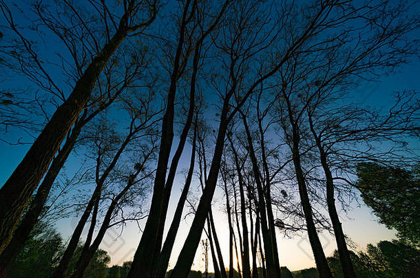 夜空中树木的剪影