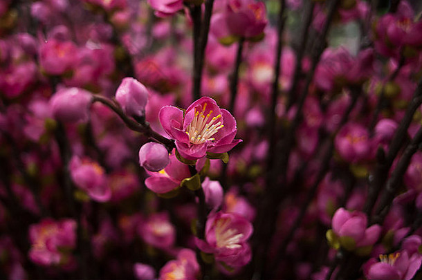 花园中心一朵粉红色花朵的特写镜头