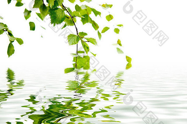 分支桦木反射水
