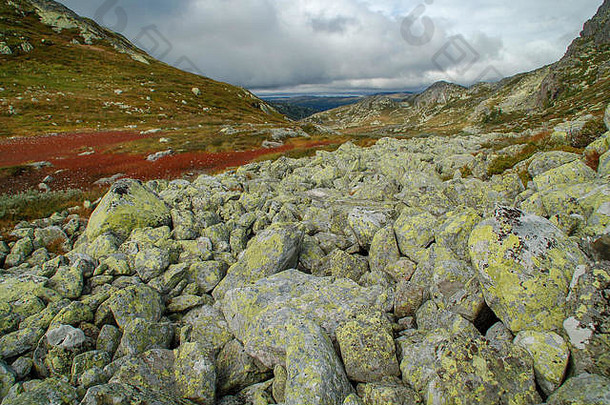 黄色的岩石红色的草惊人的勒马克景观挪威