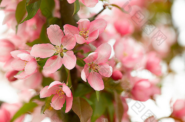 粉红色的春天花朵软背景