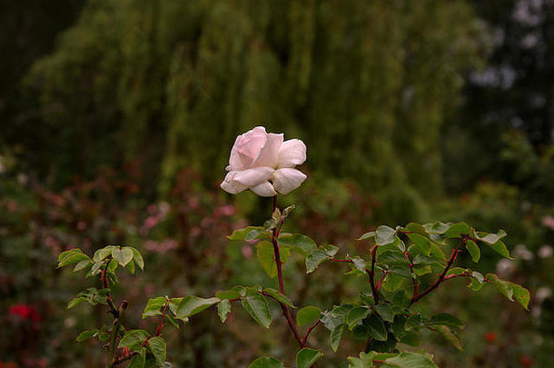 绕组花园异常美丽的颜色玫瑰背景哭泣柳树