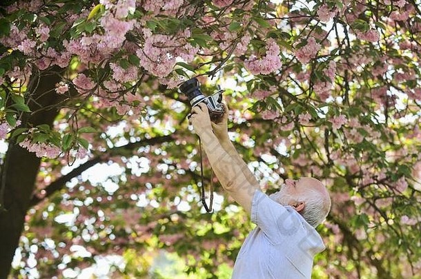 春天的风格。男子游客用相机拍摄樱花。樱花盛开摄影。开粉红色花的树枝。资深大胡子男子摄影。专业摄影师和设计师。