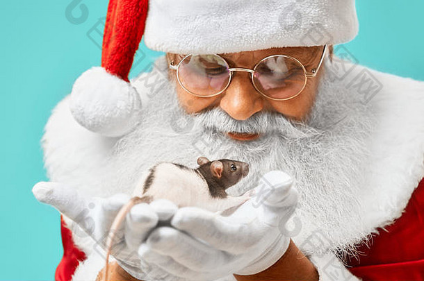 正宗的圣诞老人穿着传统服装，戴着眼罩和白手套，看着躺在他手里的可爱的小白鼠。老年男子玩2020年新年的象征。