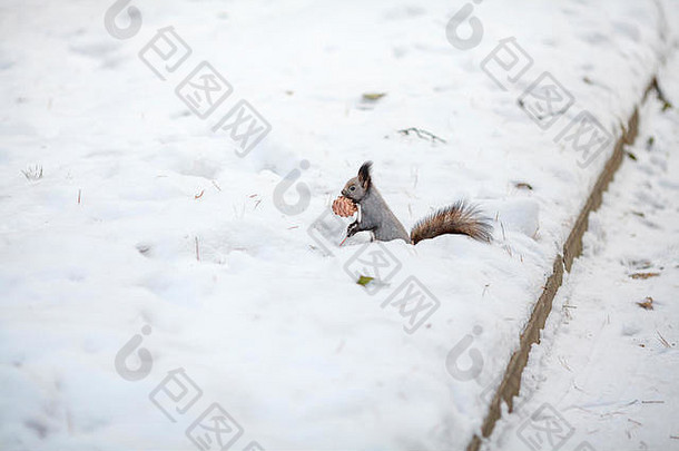 雪上长着雪松球果的松鼠。<strong>冬季</strong>公园还是森林