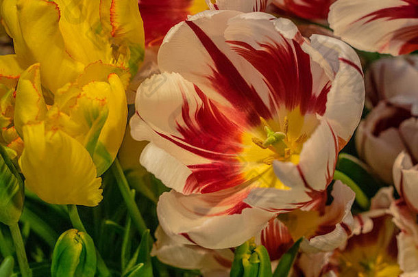 开放式白色和红色郁金香，以彩色郁金香为背景