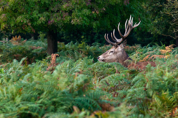 红色的鹿CervusElaphus森林清算苏格兰可见肩膀