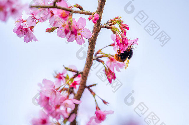 美丽的樱花樱花树在<strong>春天</strong>的蓝天上绽放，空间，特写。
