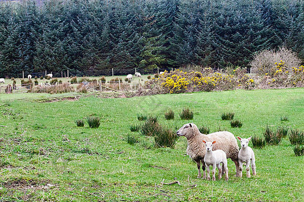 苏格兰田野里的一只母羊和两只小羊