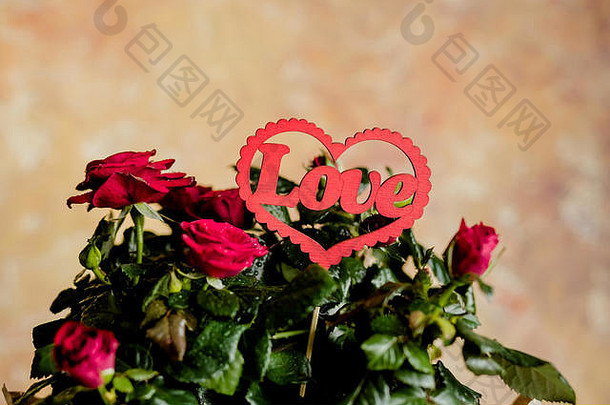 彩色背景上用纸包裹的红玫瑰。情人节贺卡。设计节日贺卡和婚礼请柬，母亲节快乐