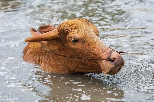 白化水水牛玩游泳池塘