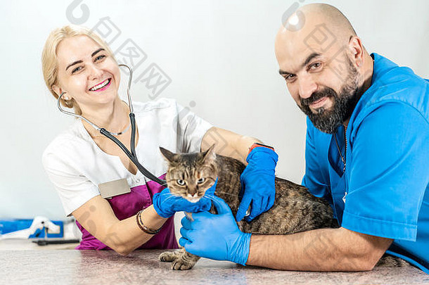 在兽医的例行检查中，一只美丽的<strong>心怀</strong>不满的猫。兽医诊所里的猫。专业诊断。宠物健康。