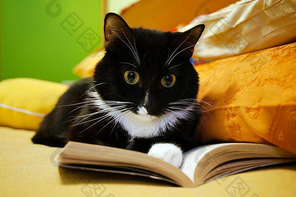 美丽的黑白相间的猫躺在一本打开的书上