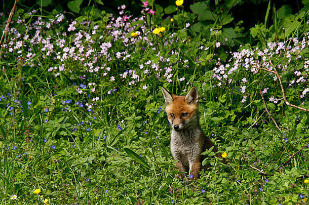 当妈妈离开这片野花草地时，狐狸幼崽们正在玩耍