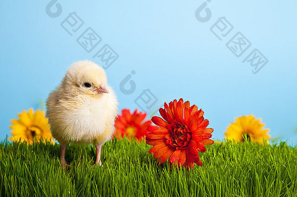 蓝色背景上绿色草地上的复活节彩蛋和鸡