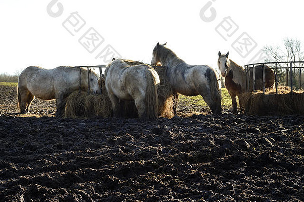 冬天站在泥泞田野上的马。