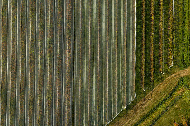 空中视图温室景观农业