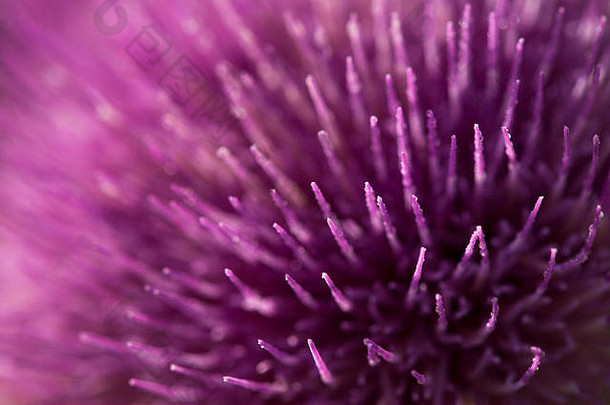 紫色蓟花的<strong>特</strong>写镜头。