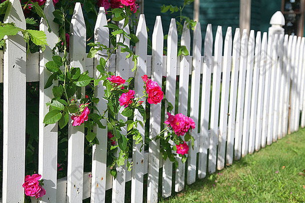 成形玫瑰日益增长的雪桩白色哨栅栏