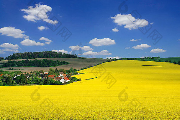 美丽的农村景观盛开的油菜花村蓝色的天空
