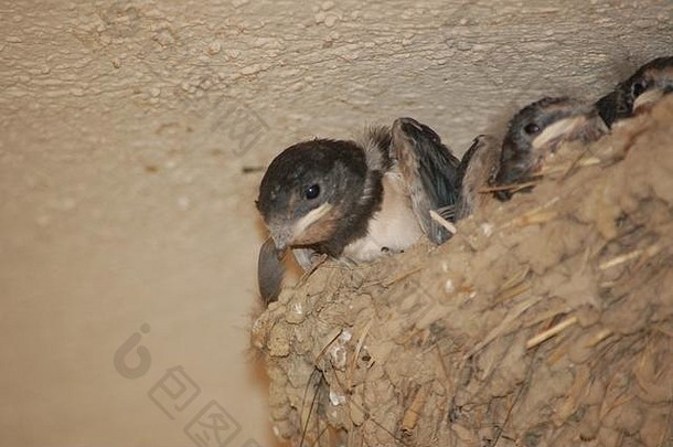 西班牙加泰罗尼亚塔拉戈纳的米拉维特，一个谷仓燕子的巢穴依附在一栋悬在屋外的房子上。