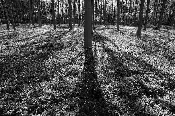 春天的风景，蓝莓和木莲花的地毯；蓖麻地树林；剑桥郡；英格兰