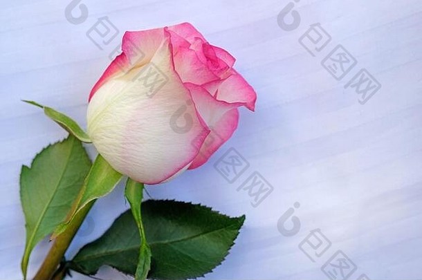 白色床单背景上的一朵粉红色玫瑰。白色背景顶视图上的白色玫瑰和粉红色。