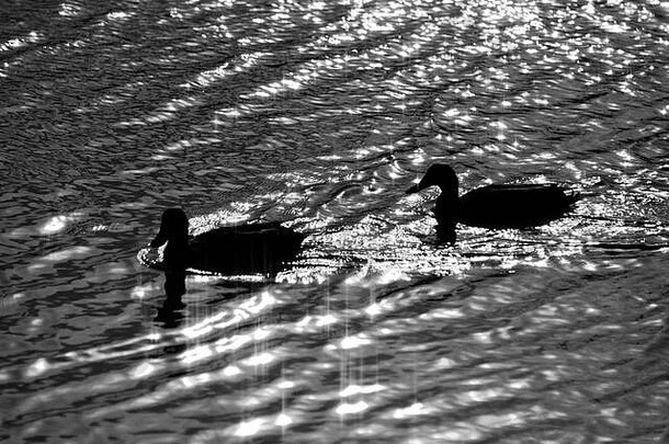 两只<strong>鸭子游泳</strong>时，周围的水面发出亮光