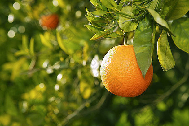 西班牙地中海瓦伦西亚收获前树上的橙色果实