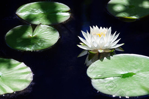 一朵白色的百合花在蓝色的水面和绿色的叶子背景上开放，美丽的睡莲在池塘上开放，一朵<strong>大莲花</strong>