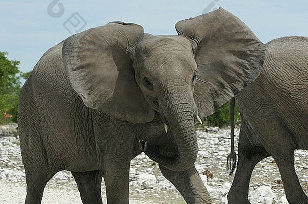 埃托沙大象冲锋并拍打耳朵进行恐吓