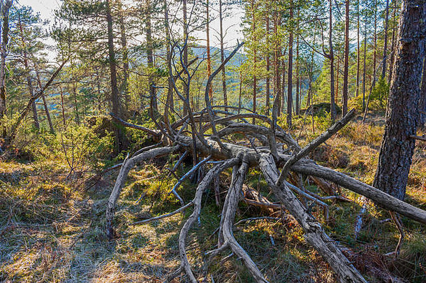 森林中的枯树为摄影创造了令人惊叹的对象！这是挪威森林中的一棵死树。
