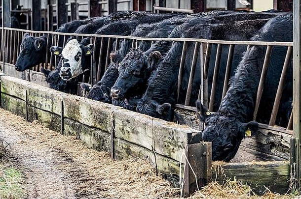 凯尔索，苏格兰边界，英国。2019年12月4日。在苏格兰边境的一个农场里过冬时，<strong>牛</strong>以冬季饲料为食。