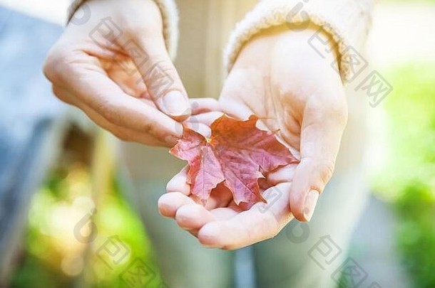 自然秋景的特写镜头：公园背景上，女人手拿着橘红色的枫叶。灵感自然<strong>十月</strong>或<strong>九</strong>月壁纸。季节观念的转变