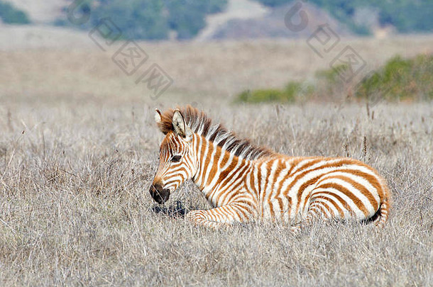 斑马宝宝躺在干旱干燥的草地上休息。斑马通常是群居动物，它们生活在从小到大的畜群中，并且有一只斑马