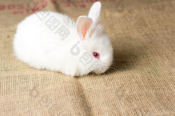 麻布纹理背景上的白兔。可爱的红眼兔。