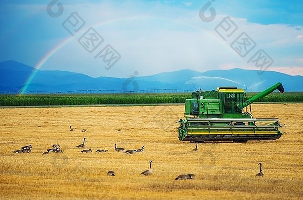 科罗拉多收获。现代收割机和彩虹。美国科罗拉多州。农业主题。