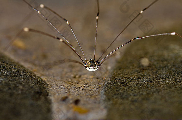 一只通常被称为“收获者”的八条腿蜘蛛的特写镜头。