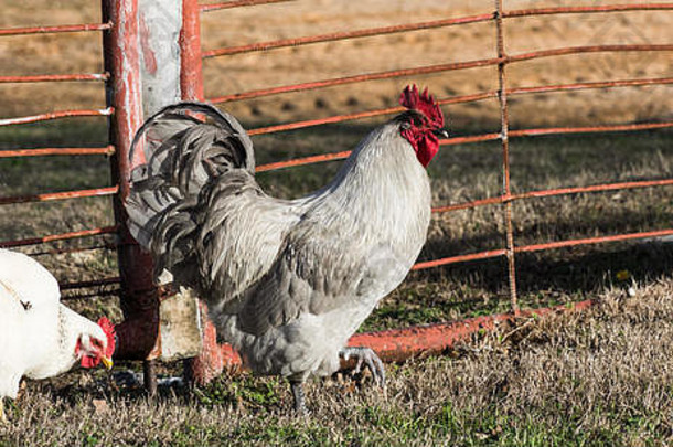 自由放养的薰衣草公鸡，白色苏塞克斯母鸡，早春时在金属农场大门旁的农家院草地上啄食（昆虫）。