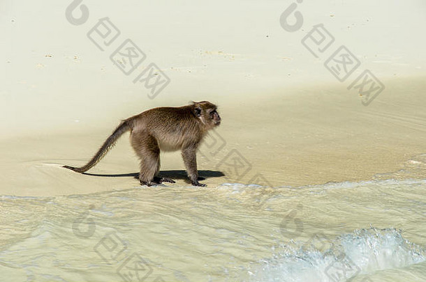 猴子站在沙滩上的侧视图