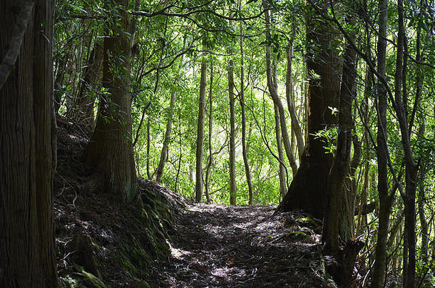 亚速尔群岛圣玛丽亚岛皮科阿尔托山坡上的日本红雪松针叶树种植园，混合着原始森林的残余