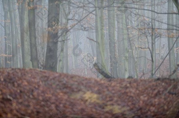 冬天有雾时，后鹿在森林深处观望
