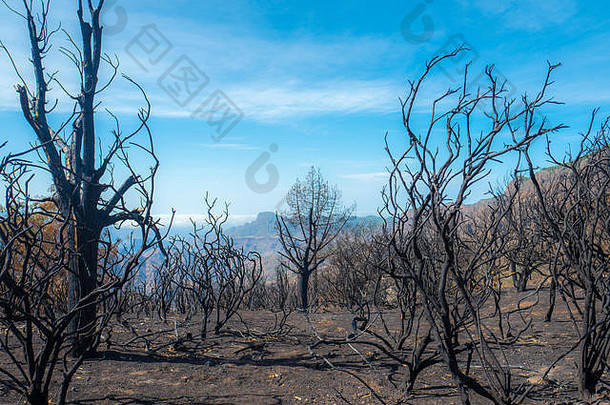 大加那利在克鲁兹特耶达附近的大火后烧毁了树木