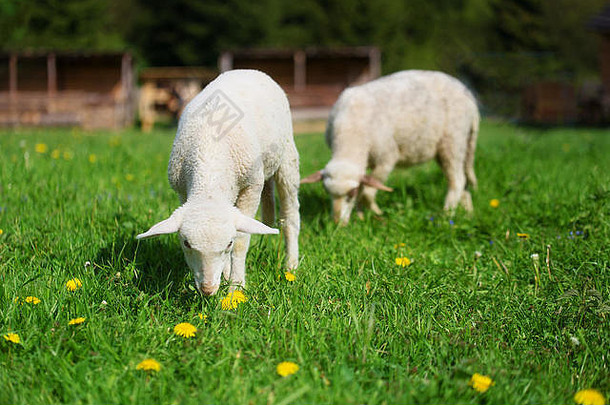 小羊羔在长着蒲公英的美丽绿色草地上吃草。