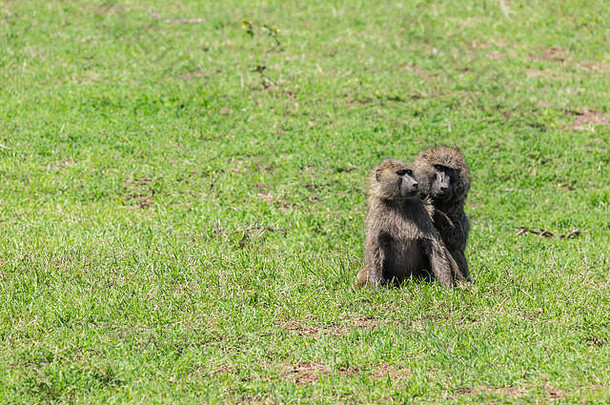 颜色野生动物肖像狒狒坐着孤立的大区域草佩杰塔保护协会肯尼亚